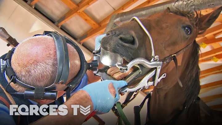 What Happens To Army Horses After They Serve? | Forces TV - DayDayNews