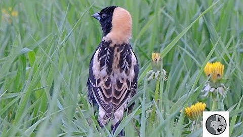 Chant du Goglu des prés/Song of the Bobolink