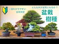 [一番わかりやすい盆栽教室] 盆栽にはどんな樹種があるの ？ [盆栽・初心者]