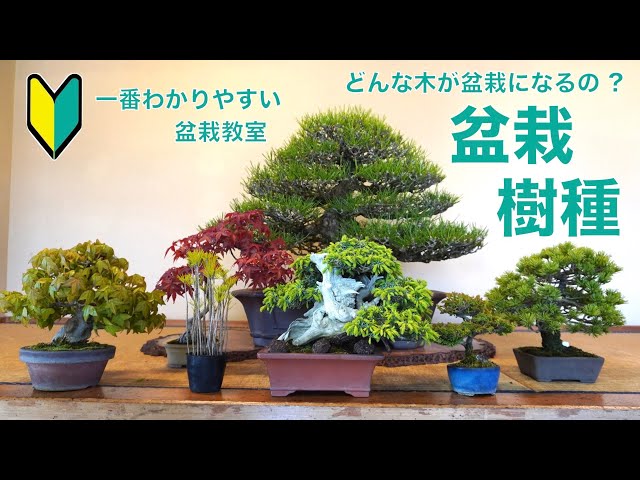 高等規範　盆栽の基本樹形　上　中津千吉 高等規範 盆栽の基本樹形 上 中津千吉 高等教範 盆栽の基本樹形 上下巻