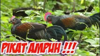 Suara Memanggil Ayam Hutan | an enticing voice called out to a partridge | Crib Hunter