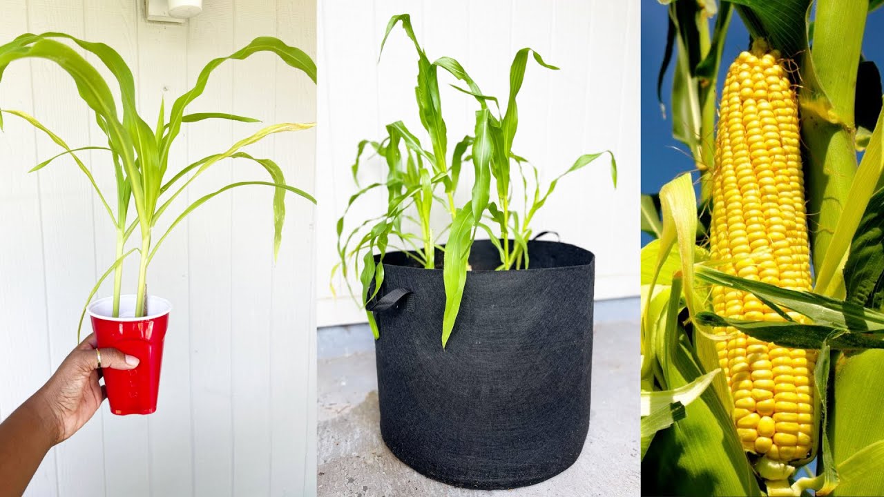 GROWING CORN IN GROW BAGS  A Colorful Ride