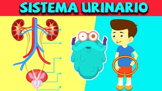 Sistema urinario humano | Ciencias para niños | Documentales en español