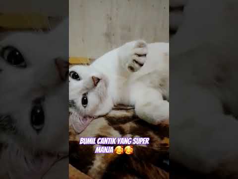 Bumil cantik yang super manja 🥰🥰 #cat #bumil #cute #kucing #shorts #viral #trending #ytshorts #fyp