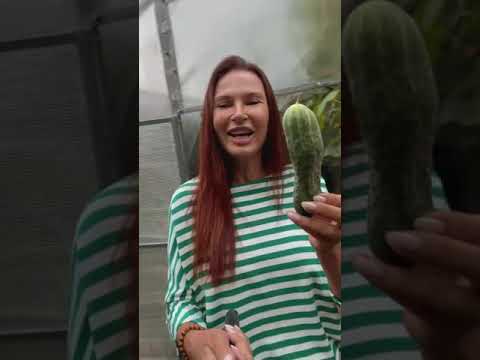 Video: Evelina Bledansista Tuli Blondi