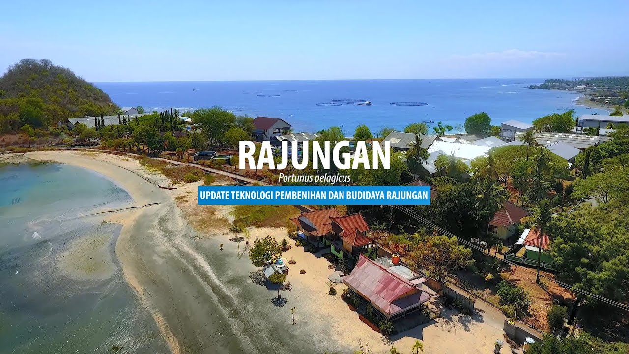 Update Teknologi Pembenihan dan Budidaya Rajungan