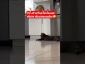 ทำไงได้ #มันนี่แมวป่วนเมือง #ทาสแมว #animals #funny #pets #cute #cat #pet #petlover #cutecat