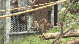 Macaques are released into their new exhibit