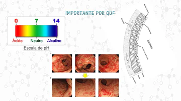 ¿Qué es el jugo pancreático y cuál es su función?