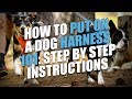 How to Put On a Dog Harness (Step-by-Step Instructions) How to Put On a Dog Harness (Step-by-Step Instructions)