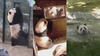 2022-08-13 Xiao Qi Ji ~ Talks to Daddy, Bobs for Apples in the &quot;Cubs&#39; Room&quot;, &amp; Pool Splashes!