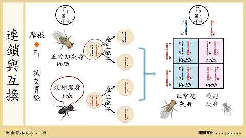 108選生一 3-1遺傳的染色體學說之驗證_2連鎖與互換 - 天天要聞