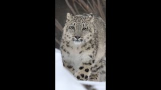 Snow Leopard Cub Snow Day
