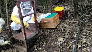 Rescate de abejas Poblado