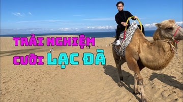 Trải nghiệm cưỡi Lạc Đà ở Tottori Nhật bản