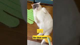 the clean comb #kitty #kitten #fypシ #fyp #pets #cats #animals #foryou #pets #trending #viral #reels