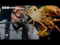 Breeding a Baby Crab Army | Changing Planet: Coral Special | BBC Earth Science