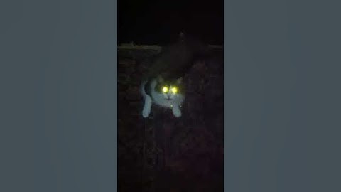 Demon Cat