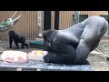 夏だ‼︎ゴリラ達に氷のプレゼント♪⭐️ゴリラ(93)【京都市動物園】ice gift to the gorilla