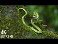 Snakes Many Species 4K Beautiful Images And Sounds 