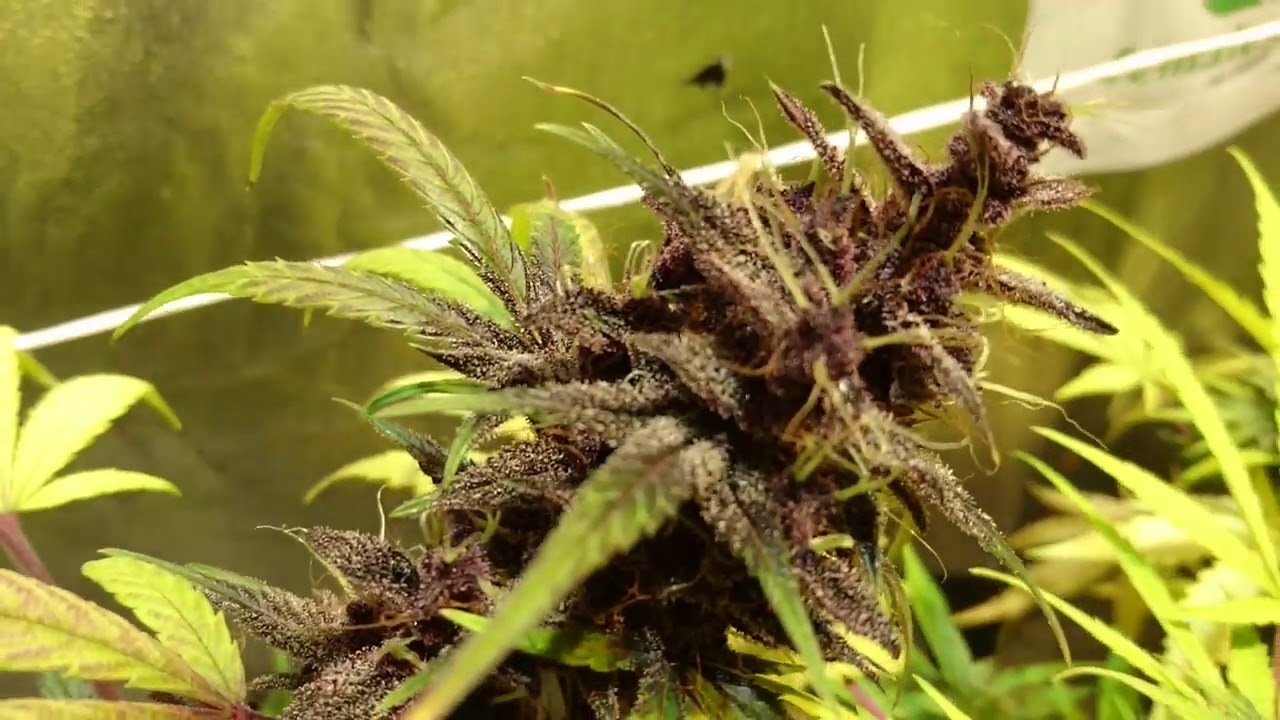 hydro hoot WoW stardawg week 5 flower & Fastberry week 6 + finished Tangerine 🍊