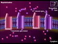 Voltage gated channels and the action potential animation