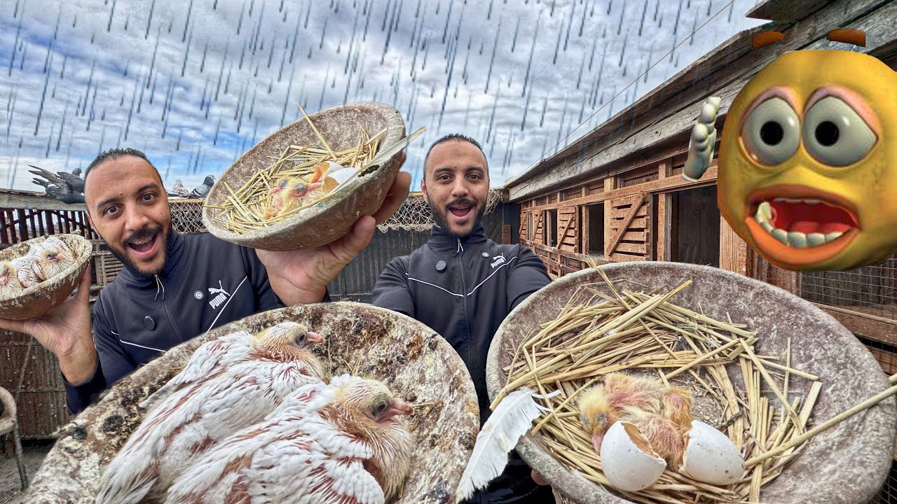 انتاج الشتاء واخبار الحمام مع هبوط الامطار الغزيرة علي الغية 🫢(الموضوع كبير )😢