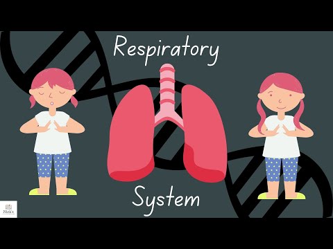 Respiratory/Breathing System - YouTube