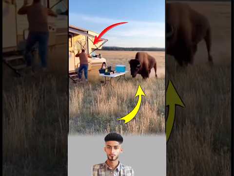 أحيانا تعرض قوتك أمام الثور أعلم ان القسوة زي القسوة قلبك طيب يكون قلب الحيوان طيب اكسبلور Shorts 