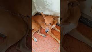 ஒரு நாய் 10000 ருபாய்/ cute dog video/ comedy scene /pet animal