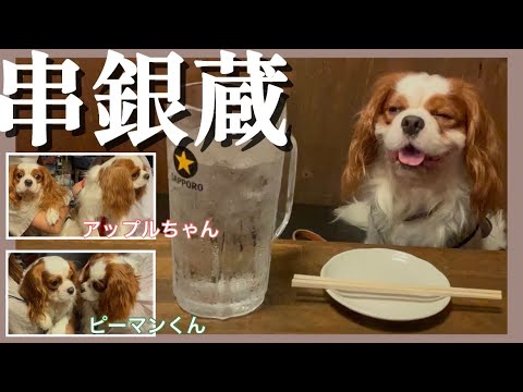 【キャバリア】犬見知りの愛犬がキャバリアだらけの居酒屋を大満喫！