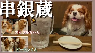 【キャバリア】犬見知りの愛犬がキャバリアだらけの居酒屋を大満喫！