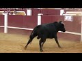 Bull fightingrodeo