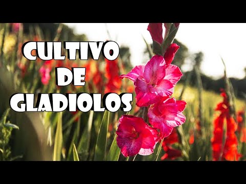 Video: Control de Fusarium en gladiolos: aprenda sobre las flores de Fusarium of Gladiolus