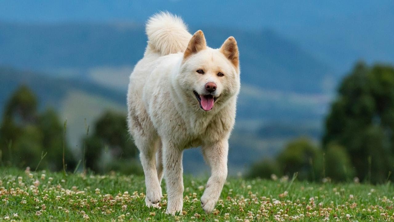 BEST GUARD DOGS TOP 5 WORLD'S MOST FIERCE GUARD DOGS YouTube