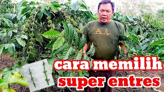 Cara terbaik memilih entres kopi terbaik||stek sambung