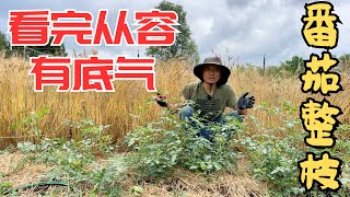 大番茄|小番茄 整枝整蔓下手狠50多棵西红柿一气呵成看完不再纠结 #番茄整枝 #单干整枝 #双干整枝 #三干整枝