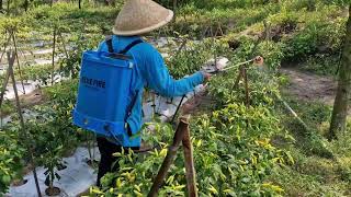 AMAZING CHILI SPRAYING TOOL! BOOST YOUR HARVEST INSTANTLY!-agriculture farming