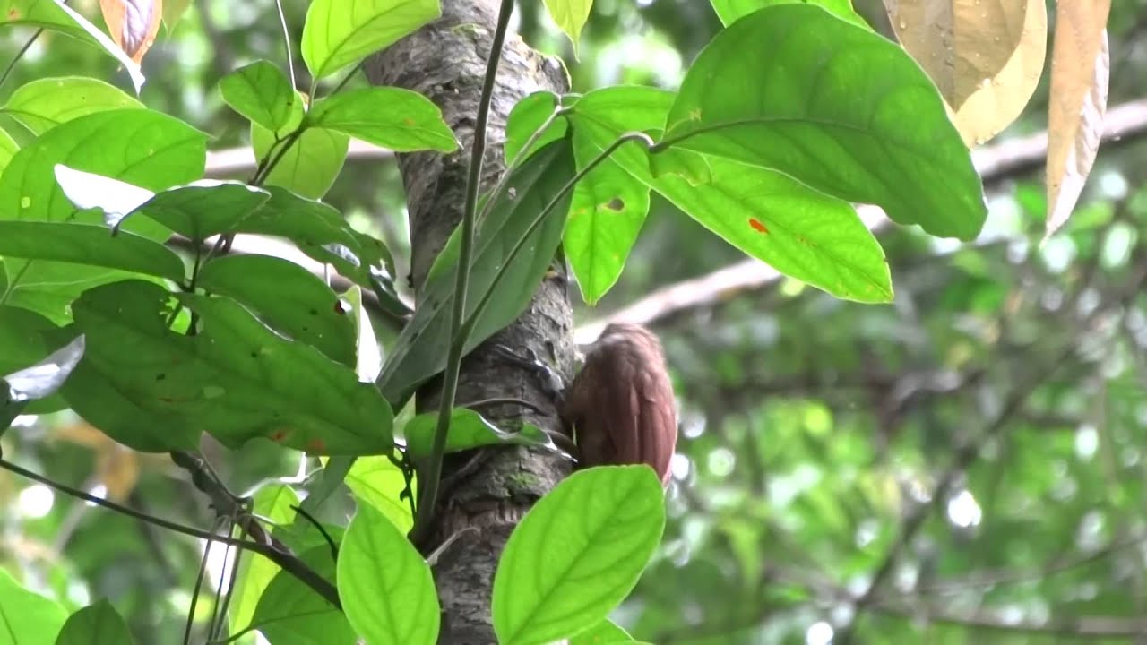 Buff-throated Woodcreeper (Xiphorhynchus guttatus) 