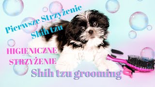 Strzyżenie Shih tzu w domu. Pierwsze higieniczne strzyżenie psa | Shih tzu. BASIC GROOMING Tutorial