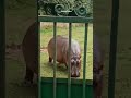 Sipahijala Zoo II SIPAHIJALA II TRIPURA II BEKAR 