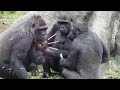 Gorilla Komomo kidnapping baby sister Sumomo | Gorilla Haoko Family