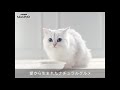 「モンプチ」　徹底討論　けっきょくどうなるネコのごはん