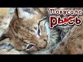 РЫСЁНОК МАРС ПОЛУЧИЛ ТРАВМУ. Котёнка покусала рысь