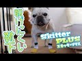 脱げにくいと評判の犬の靴下スキッタープラス【室内編】レビュー