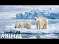 Incredible Animal Journeys |The Battle for Survival in Earth’s Coldest Wilderness