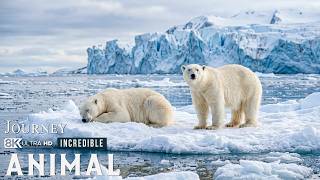 Incredible Animal Journeys |The Battle for Survival in Earth’s Coldest Wilderness