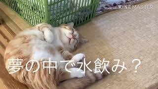 【猫動画】夢を見ているみたいです。