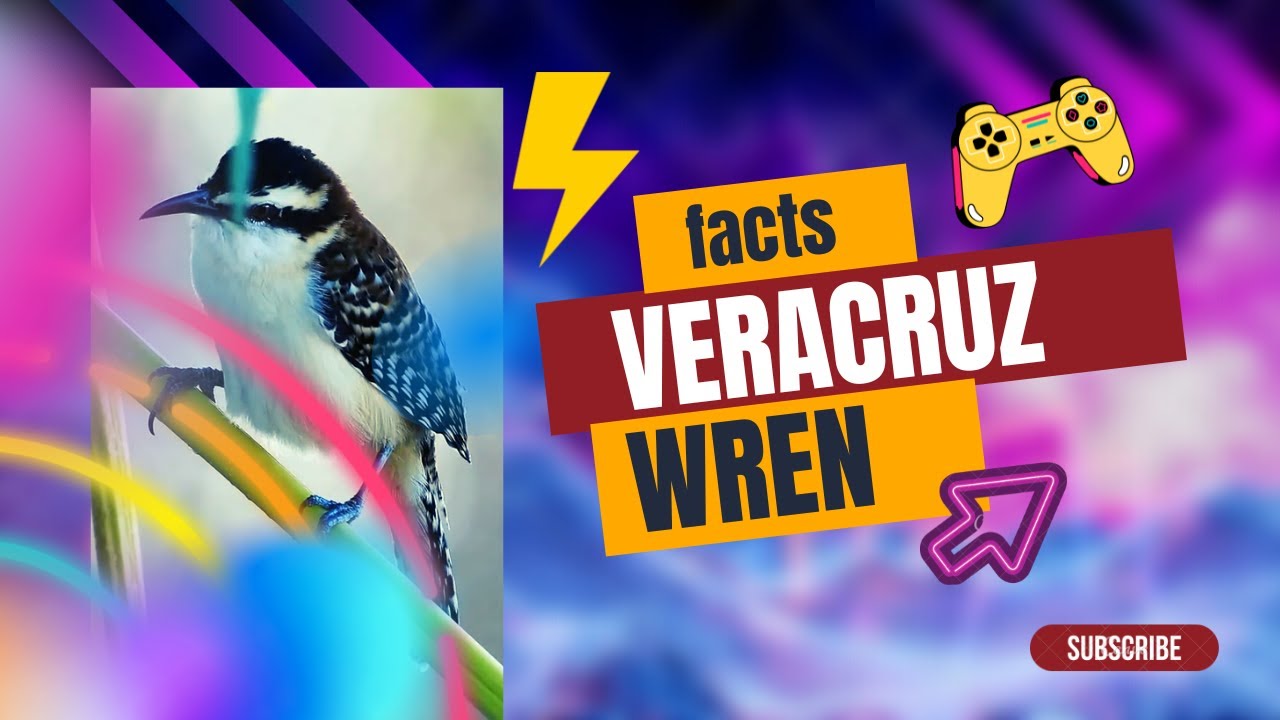 Veracruz wren facts YouTube