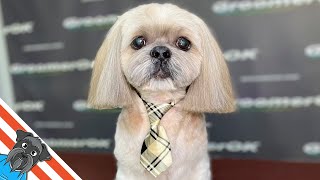 Stunning Shih Tzu Transformation | Calm Grooming Session Revealed!